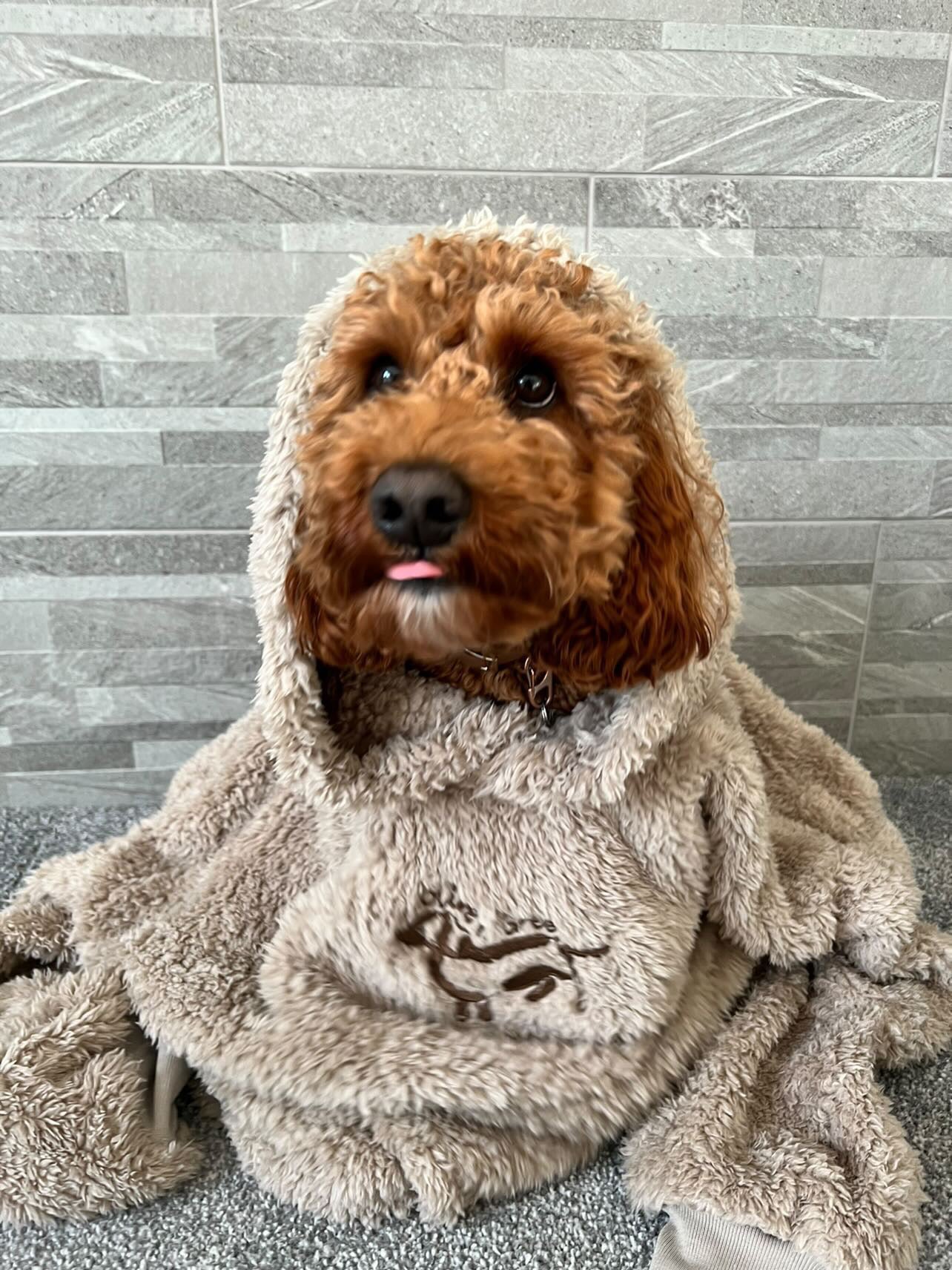 Olive n Grey Teddy Snuggly