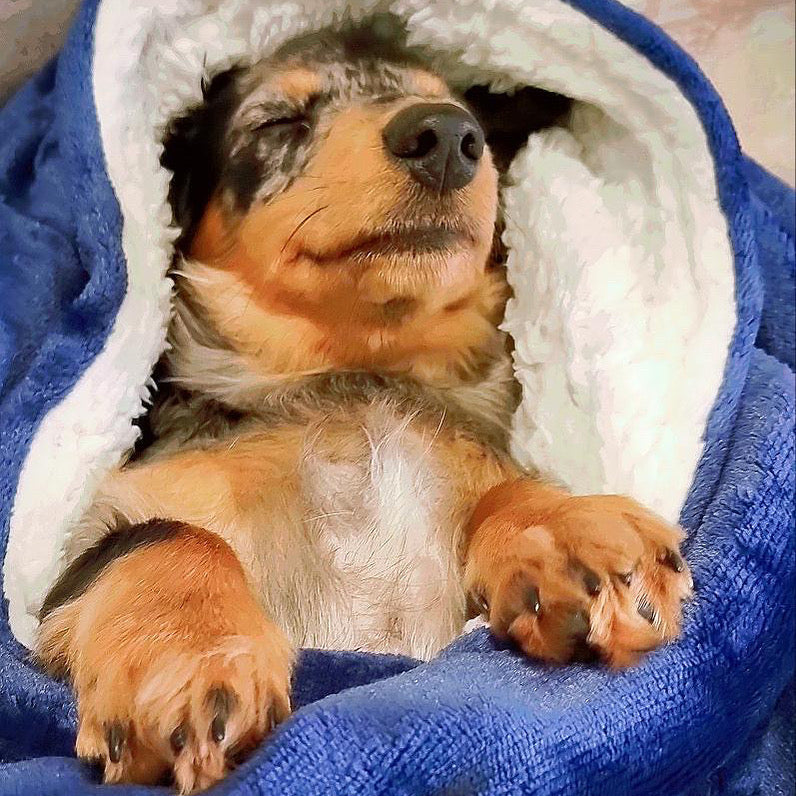 Olive n Grey Snuggly
